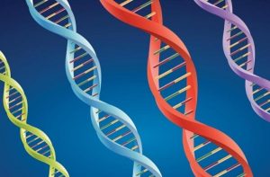 Biometria ADN Biometria ADN