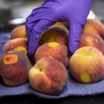 Prevención mosca de la fruta