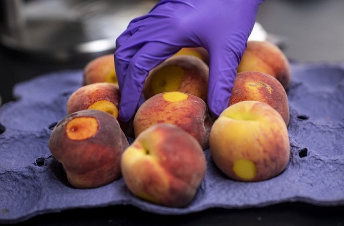 Prevención mosca de la fruta Prevención mosca de la fruta