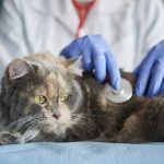 Consulta veterinaria - DeboSaber.cl