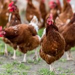 Gallinas libres de jaulas