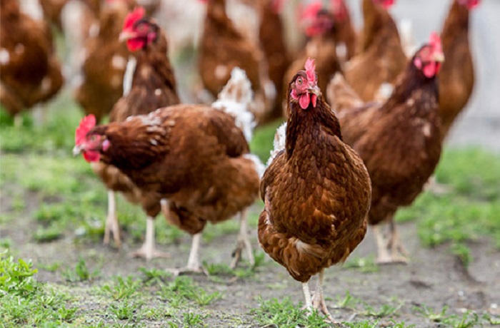 Gallinas libres de jaulas Gallinas libres de jaulas