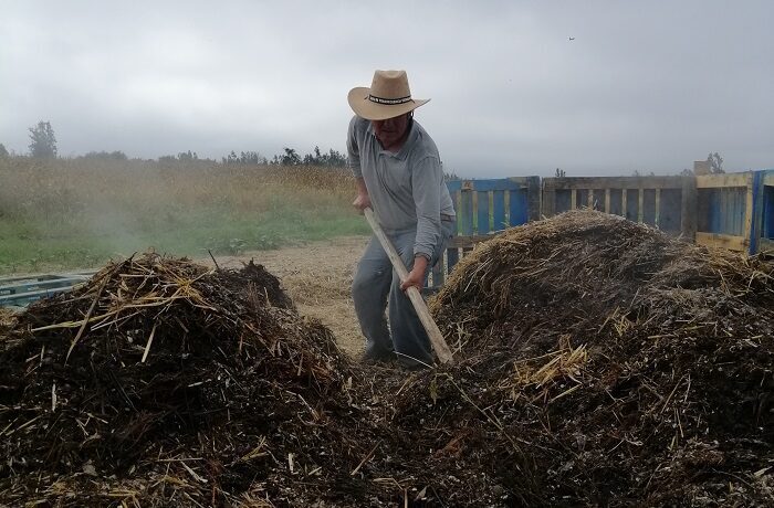 Volteo de compost durante el proceso de elaboración Volteo de compost durante el proceso de elaboración
