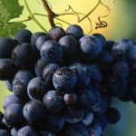 Día Internacional del Malbec - DeboSaber.cl