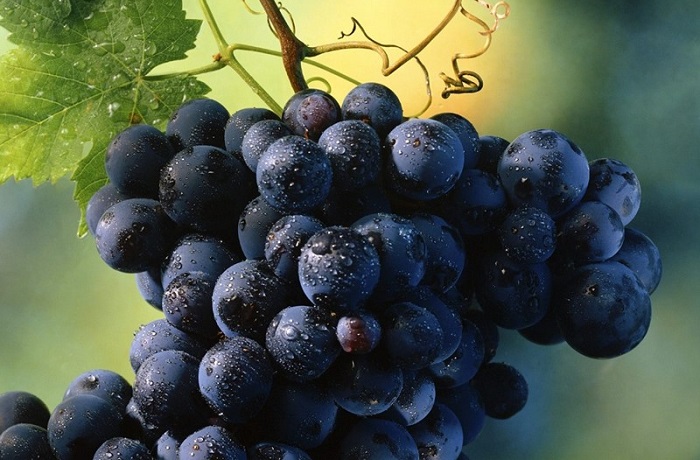 Día Internacional del Malbec Día Internacional del Malbec