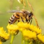 Abejas