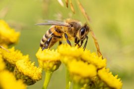 Abejas
