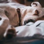 Resfrío en perros y gatos