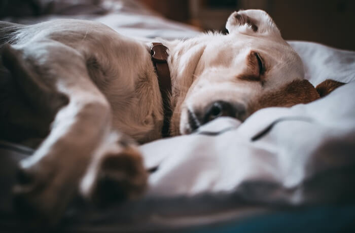 Resfrío en perros y gatos
