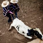 Rodeo maltrato animal