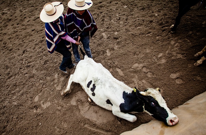 Rodeo maltrato animal Rodeo maltrato animal
