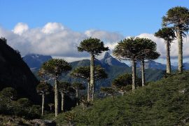 Parques naturales Chile