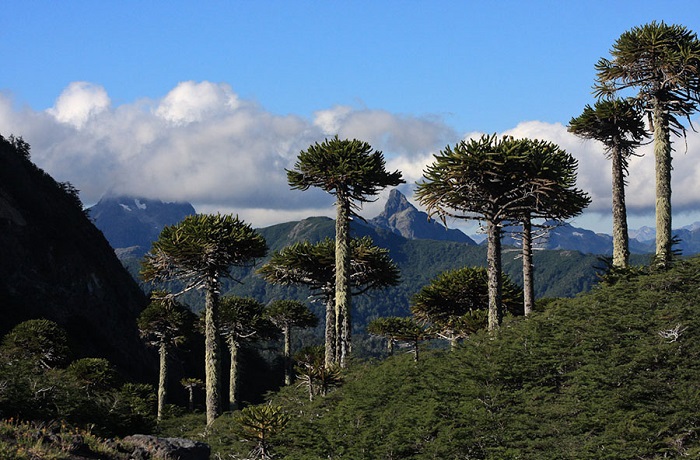 Parques naturales Chile