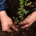 Nespresso Reforestemos