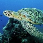 Tortugas marinas