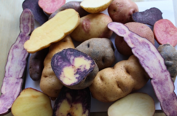 Papas nativas chilenas Papas nativas chilenas