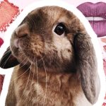 Experimentación animal para la industria cosmética
