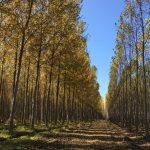 Bosque chileno