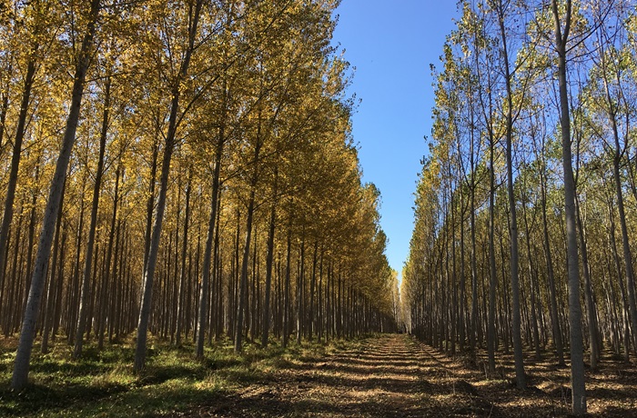 Bosque chileno