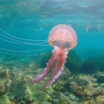 Medusas