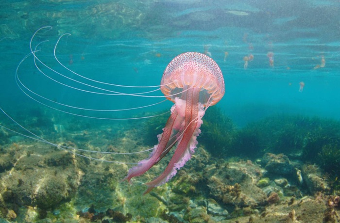 Medusas
