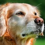 Perro senior