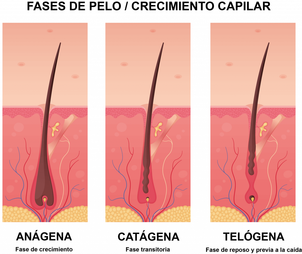 Fases del crecimiento del pelo