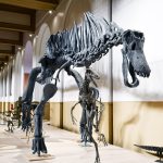 Dinosaurios del Sur del Mundo en el MNHN