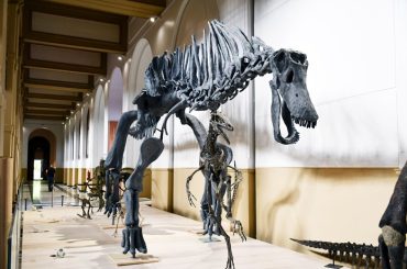 Dinosaurios del Sur del Mundo en el MNHN