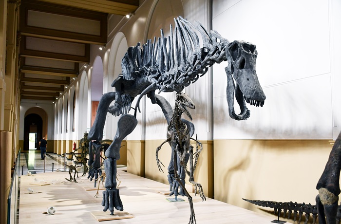Dinosaurios del Sur del Mundo en el MNHN