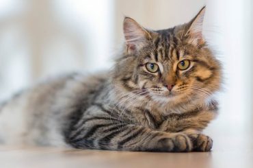 Seguros para mascotas