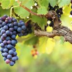 Cabernet Franc