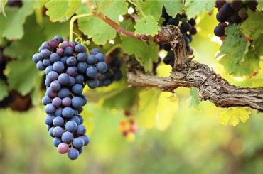 Cabernet Franc