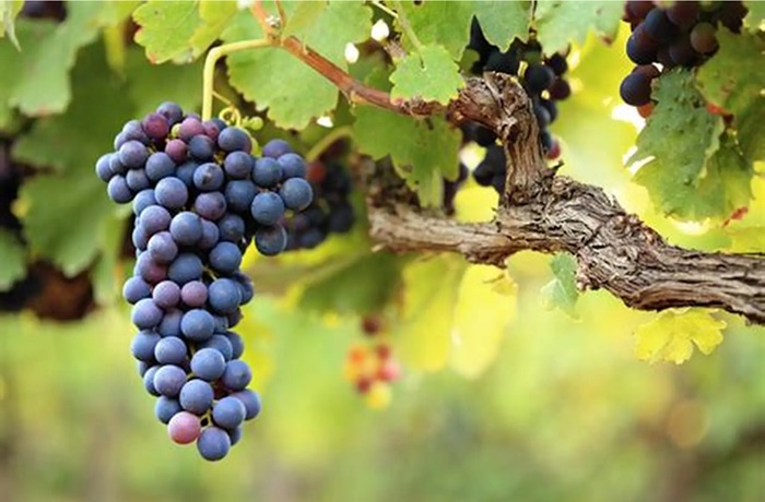 Cabernet Franc