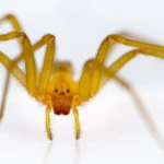 Araña de rincón Loxosceles laeta, la especie cuya mordedura puede ser grave en Chile