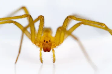 Araña de rincón Loxosceles laeta, la especie cuya mordedura puede ser grave en Chile