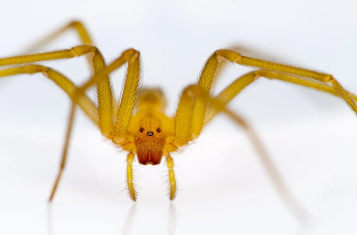 Araña de rincón Loxosceles laeta, la especie cuya mordedura puede ser grave en Chile